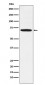 Anti-LIMK1 Rabbit Monoclonal Antibody